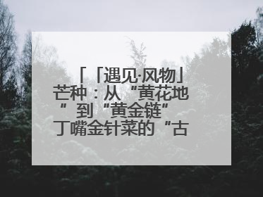 「遇见·风物」芒种：从“黄花地”到“黄金链” 丁嘴金针菜的“古法”经