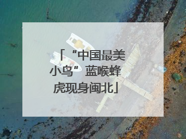 “中国最美小鸟”蓝喉蜂虎现身闽北