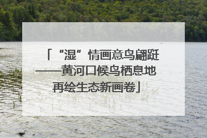 “湿”情画意鸟翩跹——黄河口候鸟栖息地再绘生态新画卷