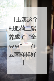 玉溪这个村把荷兰猪养成了“金豆豆”｜在云南样样好