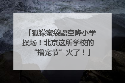 狐獴蜜袋鼯空降小学操场！北京这所学校的“撸宠节”火了！