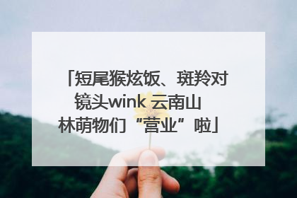 短尾猴炫饭、斑羚对镜头wink 云南山林萌物们“营业”啦