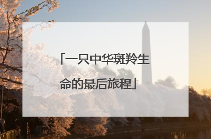 一只中华斑羚生命的最后旅程