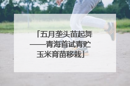 五月垄头苗起舞——青海首试青贮玉米育苗移栽