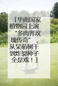 华南国家植物园上演“多肉界玫瑰传奇”，从呆萌树干到炸裂种子全是戏！