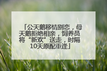 公天鹅移情别恋，母天鹅拒绝相亲，饲养员将“新欢”送走，时隔10天原配重逢