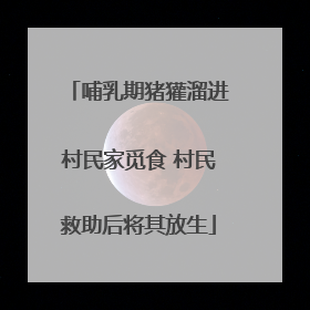 哺乳期猪獾溜进村民家觅食 村民救助后将其放生