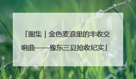 图集｜金色麦浪里的丰收交响曲——豫东三夏抢收纪实
