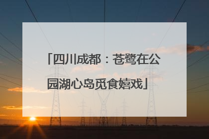 四川成都：苍鹭在公园湖心岛觅食嬉戏
