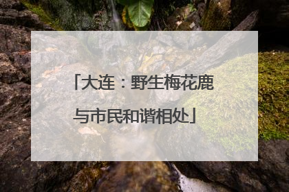 大连：野生梅花鹿与市民和谐相处
