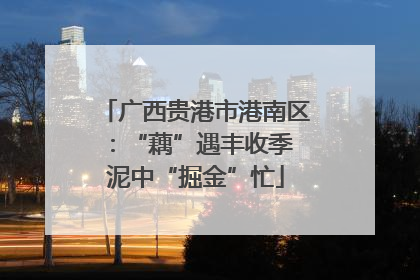 广西贵港市港南区：“藕”遇丰收季 泥中“掘金”忙