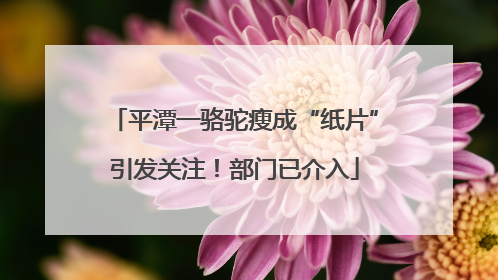 平潭一骆驼瘦成“纸片”引发关注！部门已介入