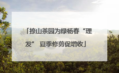 捺山茶园为绿杨春“理发” 夏季修剪促增收