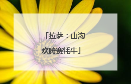拉萨：山沟欢腾赛牦牛