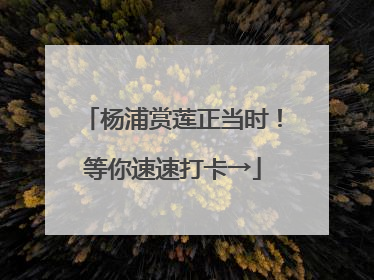 杨浦赏莲正当时！等你速速打卡→