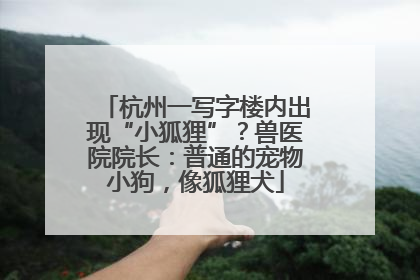 杭州一写字楼内出现“小狐狸”？兽医院院长：普通的宠物小狗，像狐狸犬