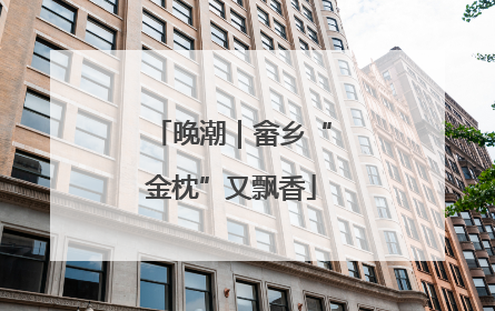 晚潮｜畲乡“金枕”又飘香