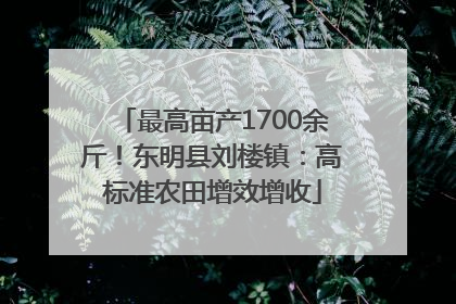 最高亩产1700余斤！东明县刘楼镇：高标准农田增效增收