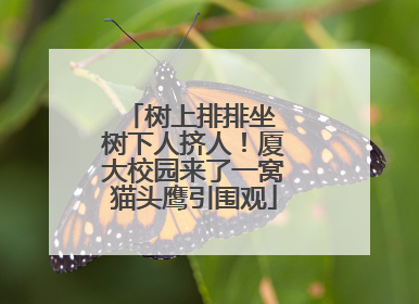 树上排排坐 树下人挤人！厦大校园来了一窝猫头鹰引围观