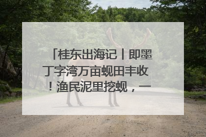 桂东出海记丨即墨丁字湾万亩蚬田丰收！渔民泥里挖蚬，一天上岸过千斤