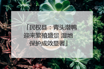 民权县：青头潜鸭迎来繁殖盛景 湿地保护成效显著