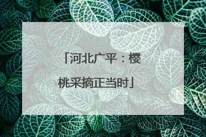 河北广平：樱桃采摘正当时