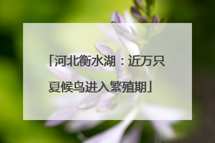 河北衡水湖：近万只夏候鸟进入繁殖期