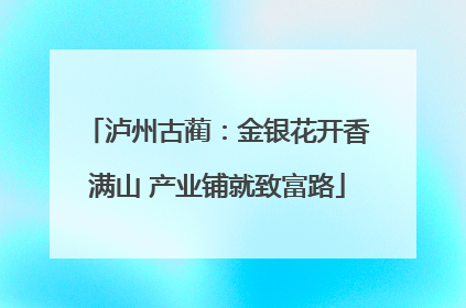 泸州古蔺：金银花开香满山 产业铺就致富路