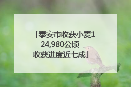 泰安市收获小麦124,980公顷 收获进度近七成