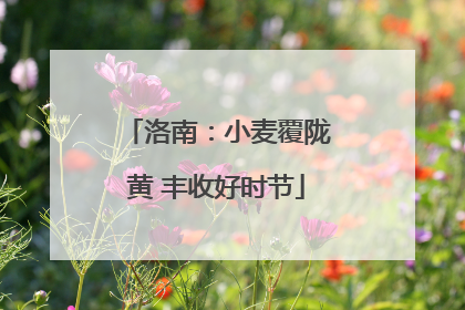 洛南：小麦覆陇黄 丰收好时节
