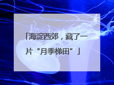 海淀西郊，藏了一片“月季梯田”