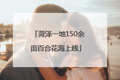 菏泽一地150余亩百合花海上线