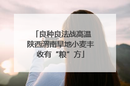 良种良法战高温 陕西渭南旱地小麦丰收有“粮”方