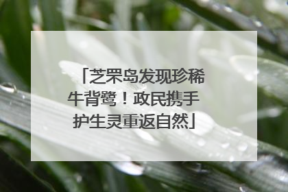 芝罘岛发现珍稀牛背鹭！政民携手护生灵重返自然