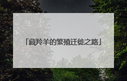 藏羚羊的繁殖迁徙之路