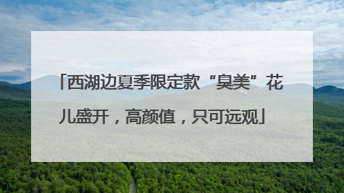 西湖边夏季限定款“臭美”花儿盛开，高颜值，只可远观