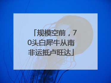 规模空前，70头白犀牛从南非运抵卢旺达