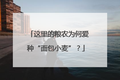 这里的粮农为何爱种“面包小麦”？