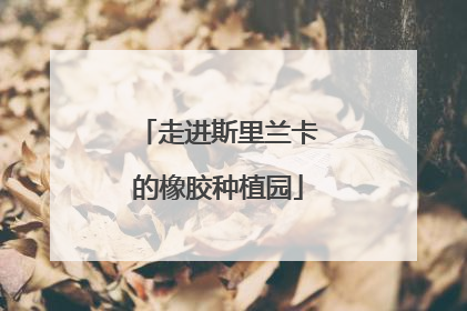 走进斯里兰卡的橡胶种植园
