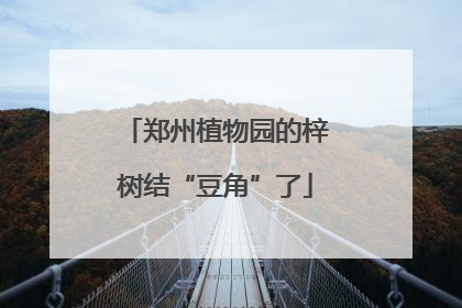 郑州植物园的梓树结“豆角”了