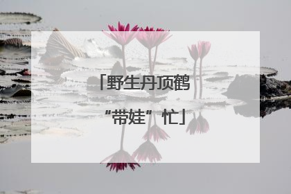 野生丹顶鹤“带娃”忙