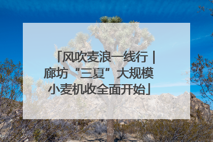风吹麦浪一线行｜廊坊“三夏”大规模小麦机收全面开始