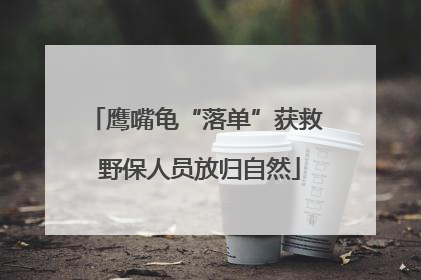 鹰嘴龟“落单”获救 野保人员放归自然