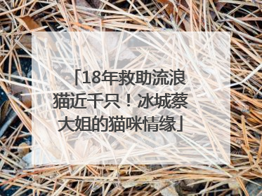 18年救助流浪猫近千只！冰城蔡大姐的猫咪情缘